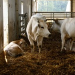 Damanhur cattle farm